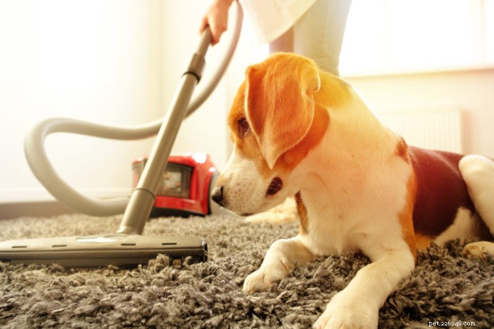 6 tossine domestiche nascoste:proteggere il tuo animale domestico