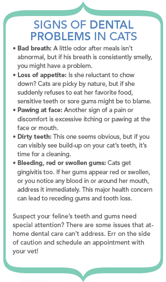 猫のためのブラシフリー歯科治療 
