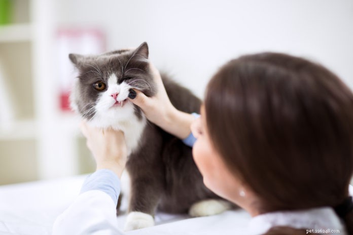 猫のためのブラシフリー歯科治療 