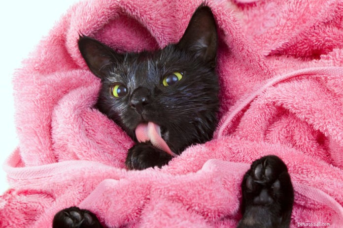 Afaste o estresse de dar banho no seu gato