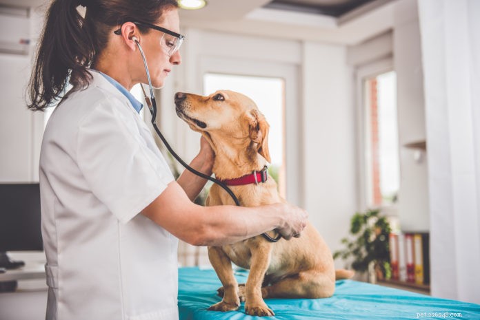 Come ottenere la diagnosi giusta per il tuo animale domestico
