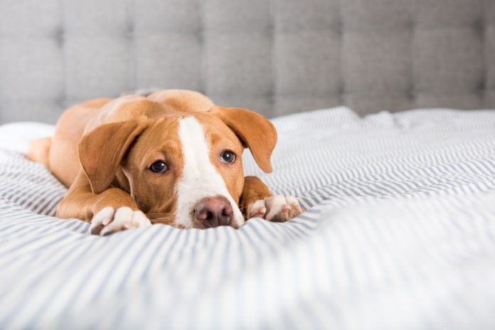 Как гомеопатия может помочь в лечении судорог у домашних животных