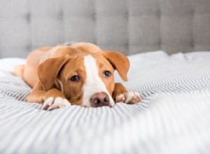 동종 요법이 애완 동물의 발작 치료에 어떻게 도움이 되는지