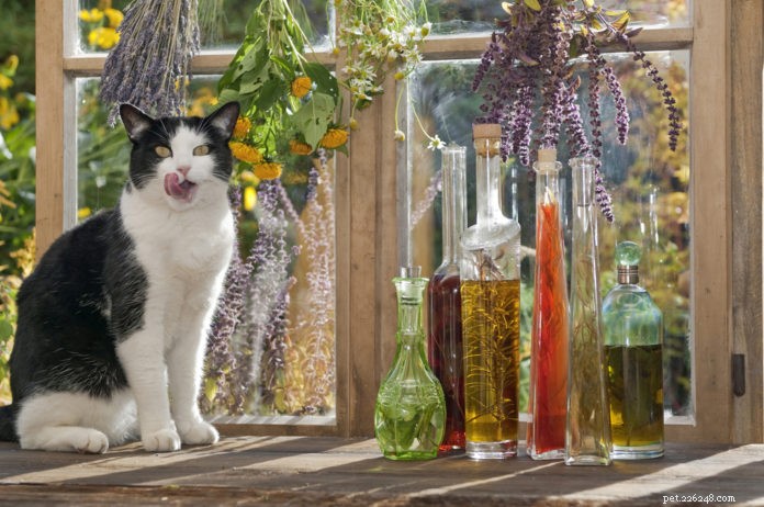 6 bloemenessences voor gestresste katten