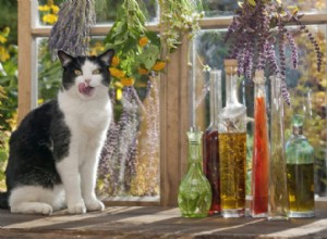 6 цветочных эссенций для кошек, испытывающих стресс