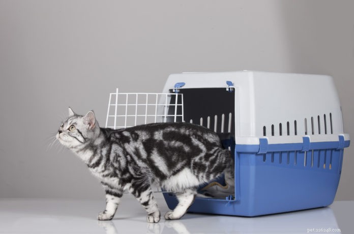 Choisir une cage de transport pour chat