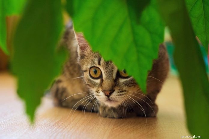 8 комнатных растений, безопасных для кошек