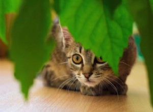 8 pokojových rostlin, které jsou bezpečné pro kočky