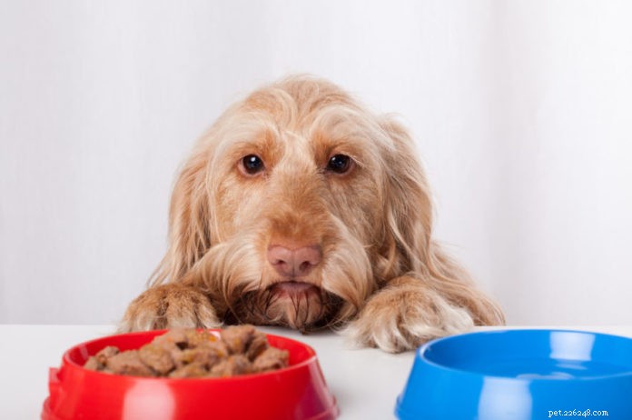 ペットの脳と体がどのように食欲を調節するか 