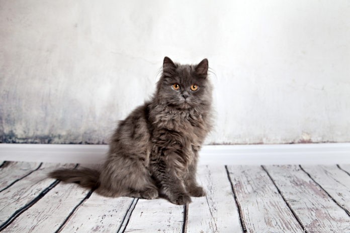 6 способов сделать вашу пожилую кошку здоровой и счастливой