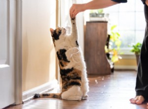 あなたがあなたの猫に教えることができるトリック 