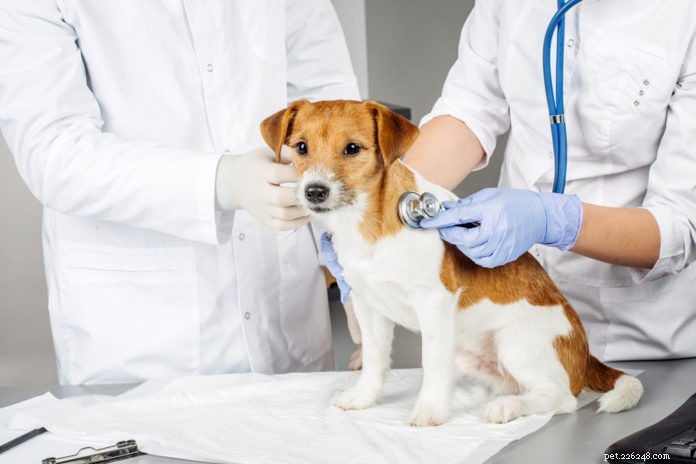 Cancertester för hundar och katter  
