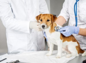 犬と猫のがん検査 