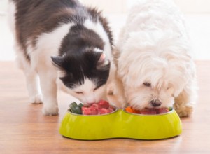 臓器肉—犬と猫用のスーパーフード