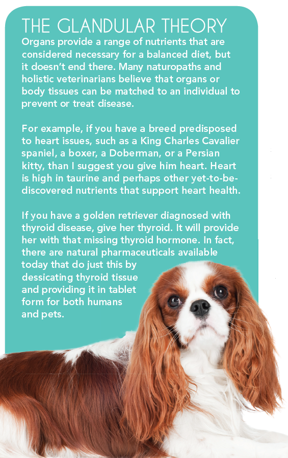 Carnes de órgãos — superalimentos para cães e gatos