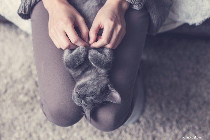 6 passaggi per padroneggiare la “consapevolezza del gatto”
