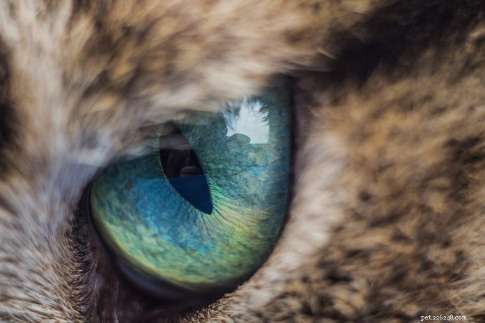 Houd de ogen van je kat gezond