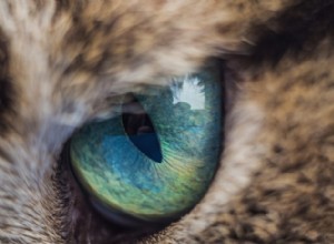 Udržujte oči své kočky zdravé
