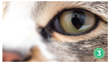 Houd de ogen van je kat gezond