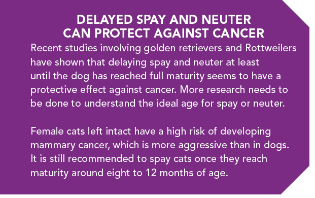 Prevenir o câncer em nossos animais de estimação – é possível?