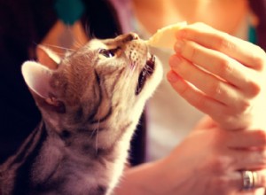 素晴らしい猫のおやつを作る食べ物 