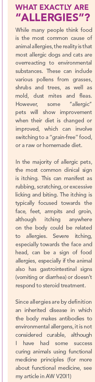 Seu animal precisa de testes de alergia?