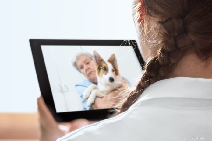 Vad telemedicin kan (och inte kan) göra för din hund eller katt
