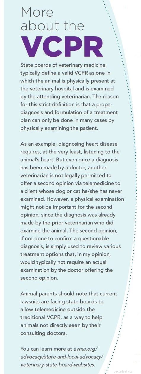 O que a telemedicina pode (e não pode) fazer pelo seu cão ou gato