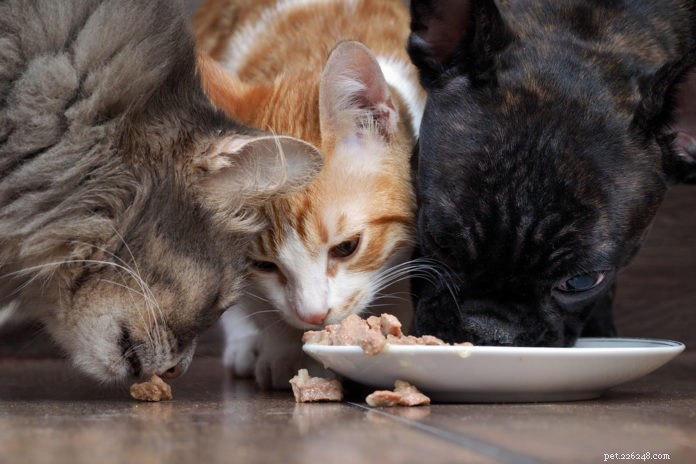 Je voedselallergische huisdier genezen met voeding