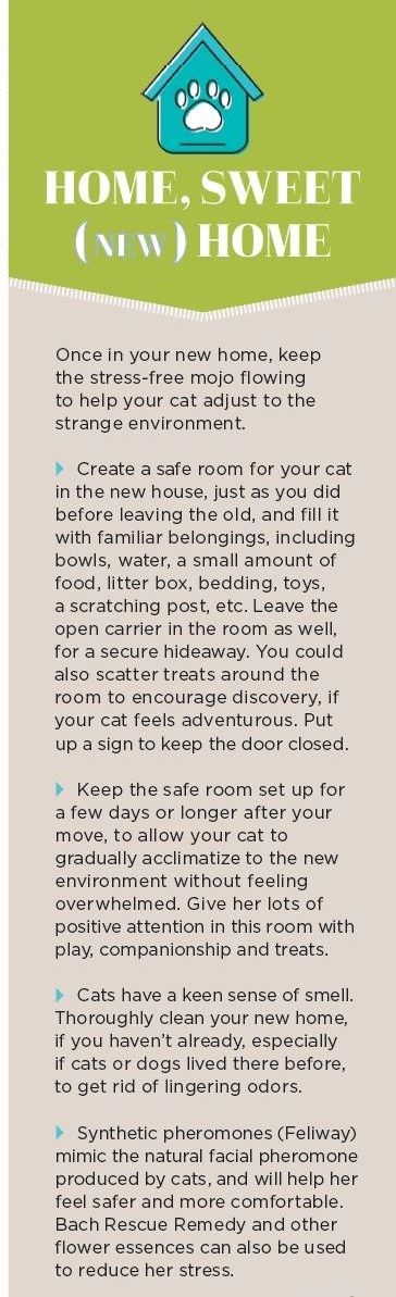 Verhuizen met je kat