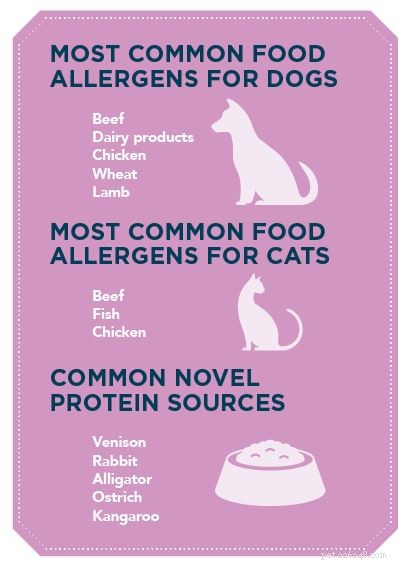 Je voedselallergische huisdier genezen met voeding