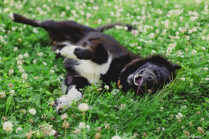 Успокаивающие кожу травы для вашей собаки или кошки
