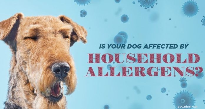 Seu cão é afetado por alérgenos domésticos?