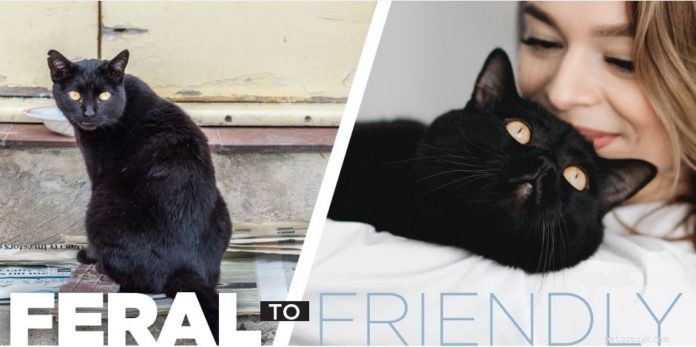 Da ferale a amichevole:trasferire un gatto alla vita con gli umani