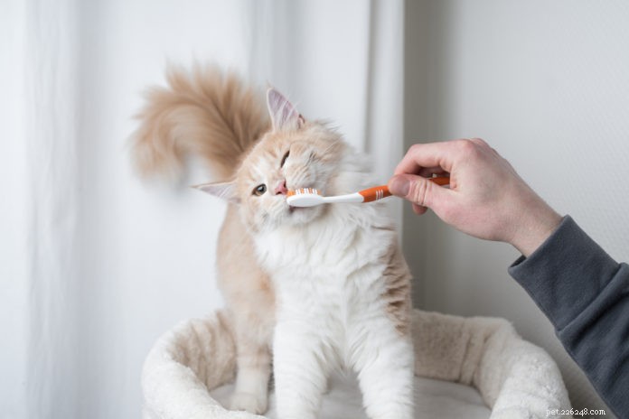 De beste tandheelkundige producten voor katten