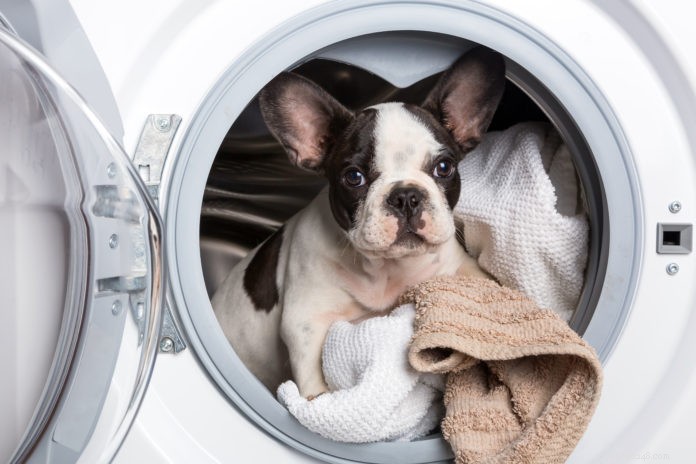 Huishoudelijke apparaten en je dier – hoe je hem veilig kunt houden