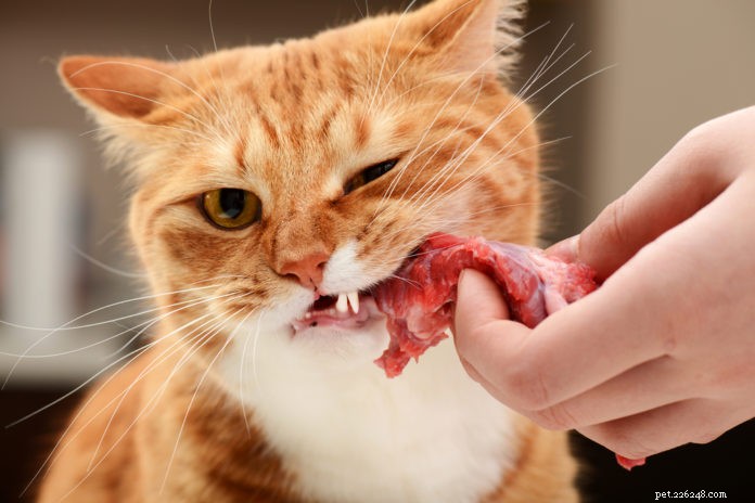 Почему кошки должны есть мясо