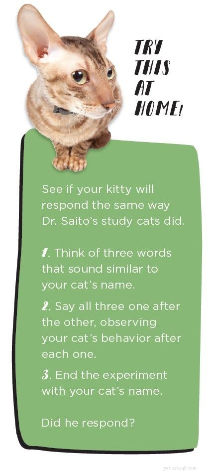 Знает ли ваш котенок свое имя?