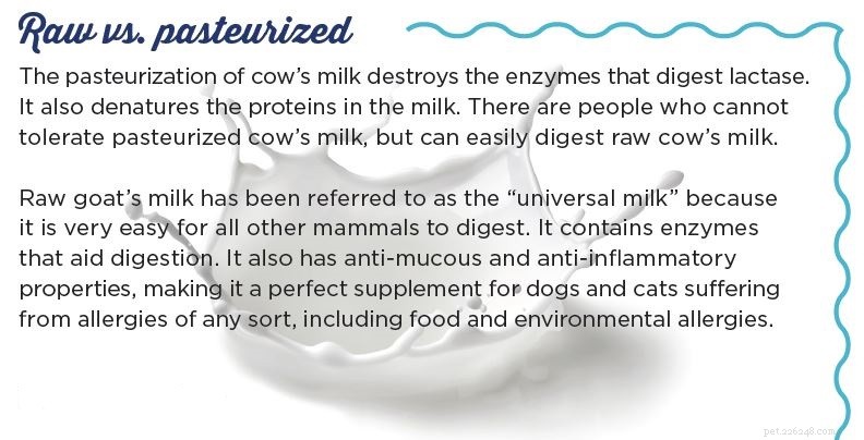 Kozí mléko – proč je tak dobré pro vašeho psa nebo kočku