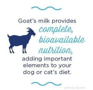 Latte di capra:perché è così buono per il tuo cane o gatto