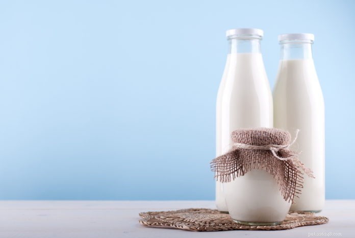Getmjölk – varför det är så bra för din hund eller katt