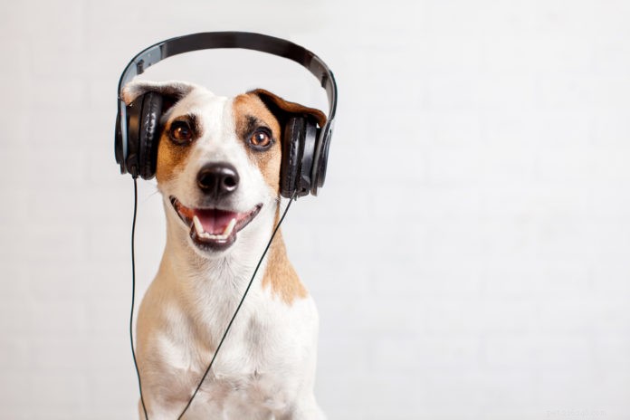 La musique offre de nombreux avantages aux chiens et aux chats