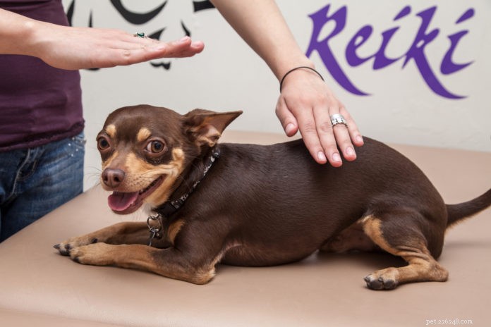 Animal Reiki - attirer plus d attention en tant que modalité de guérison 