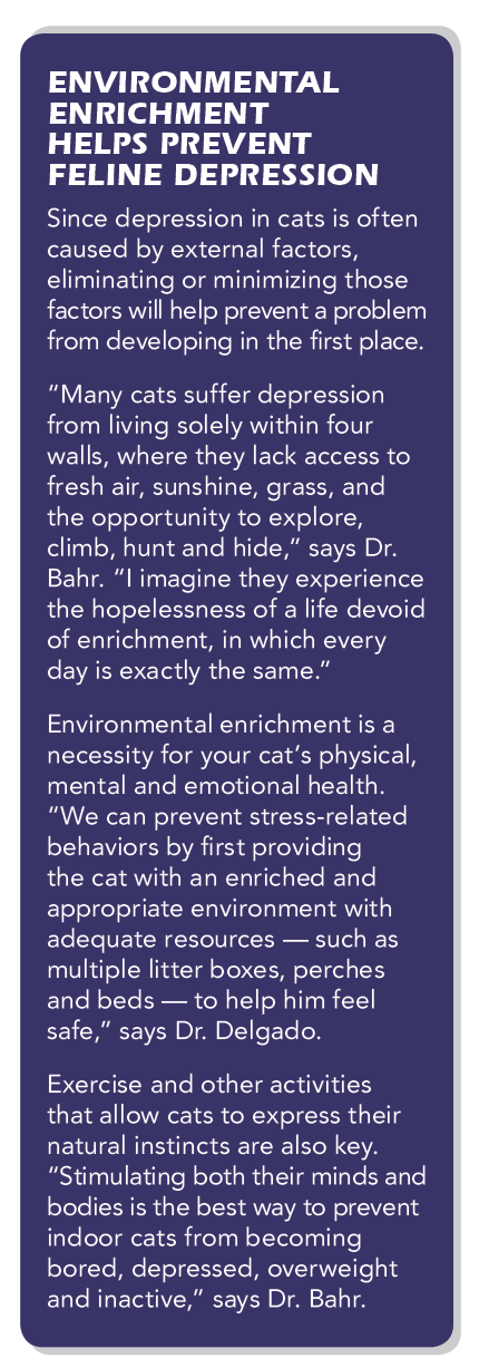 Je vaše kočka v depresi?