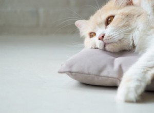 Je vaše kočka v depresi?