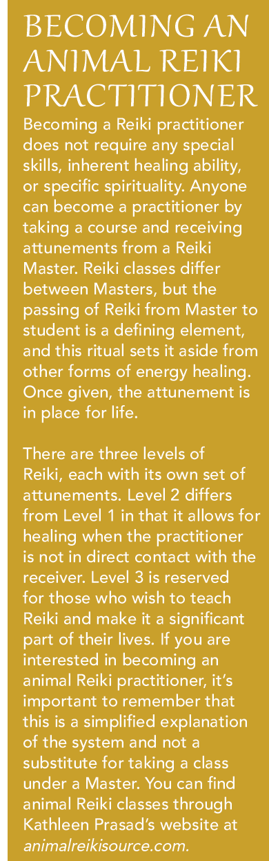 Reiki Animal — atraindo mais atenção como modalidade de cura