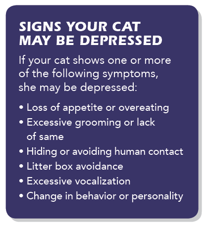 Seu gato está deprimido?