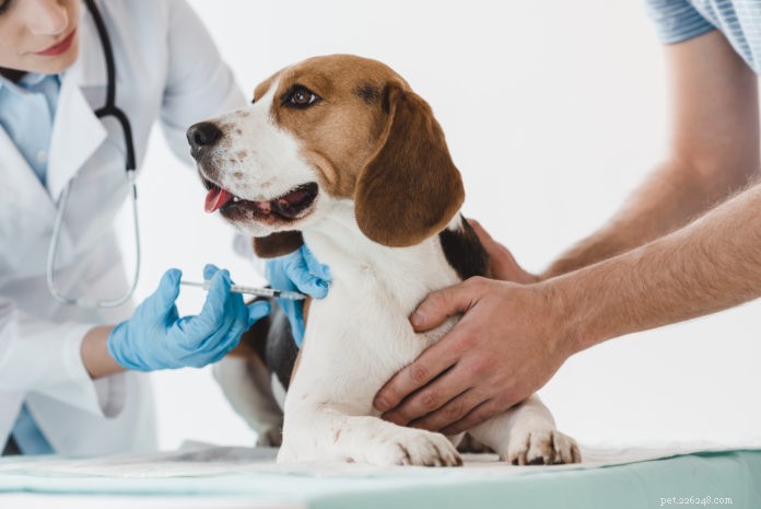 Un aggiornamento sui vaccini e sui test del titolo per cani e gatti