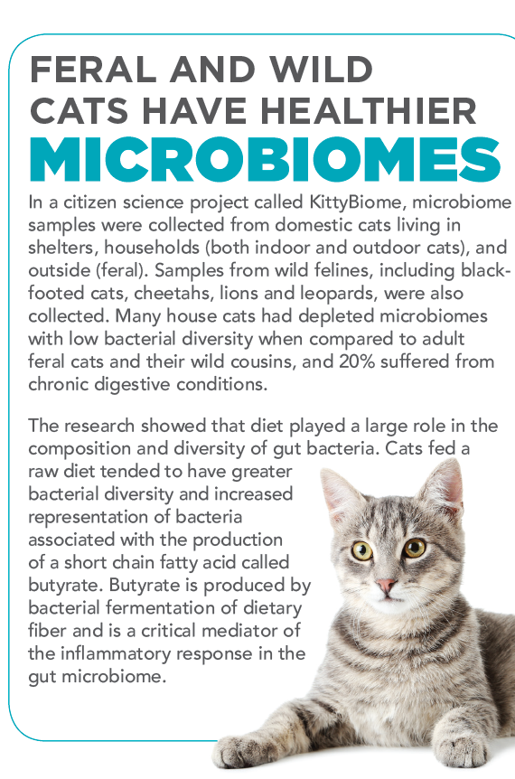 Terapia riparativa del microbioma negli animali da compagnia