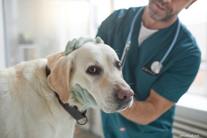 10 meest voorkomende medische aandoeningen bij honden en katten